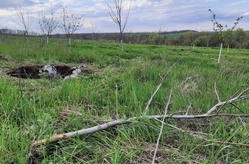  Як вирощувати горіхи в умовах півночі України: досвід ТОВ «Сумський сад»