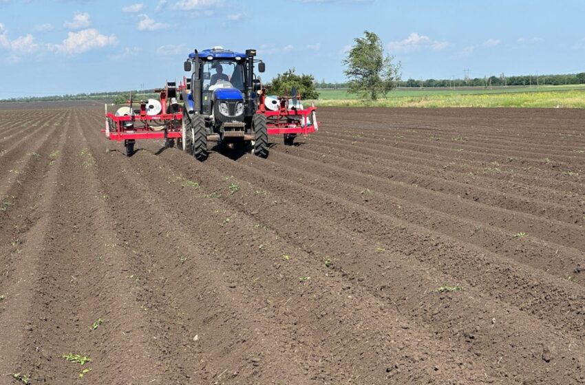  На Миколаївщині триває посівна овочів другого урожаю