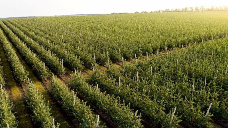  Розвиток шкідників у яблуневому саду в сезоні-2024
