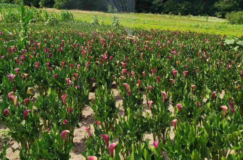  На Тернопільщині квітує плантація кал
