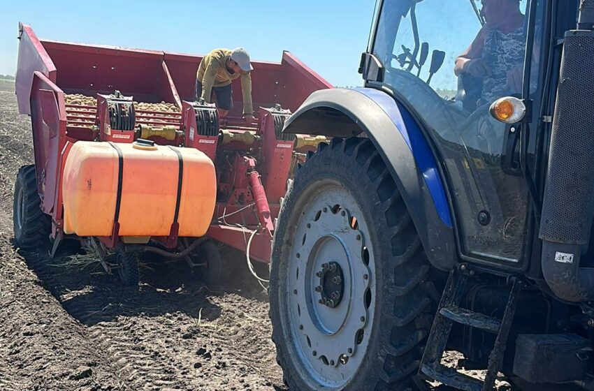  На Півдні України висаджують картоплю другого обороту