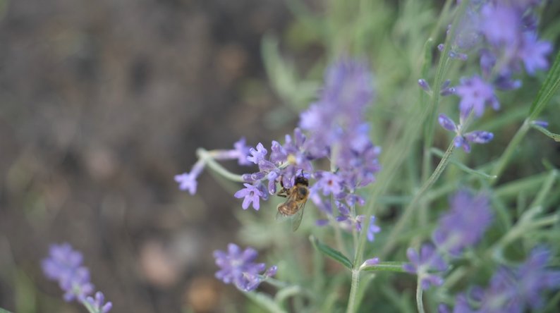 Лавандове поле у Сумській області довелося перемістити через війну