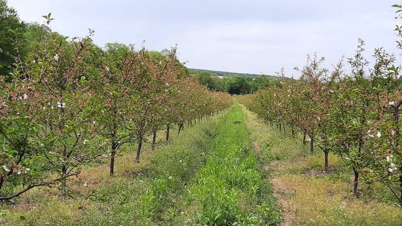  Понад 220 млн гривень виділила держава на сади та теплиці