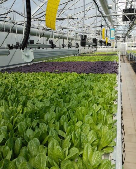  «Вершки та Корінці»: екологічна чиста зелень, вирощена на гідропоніці