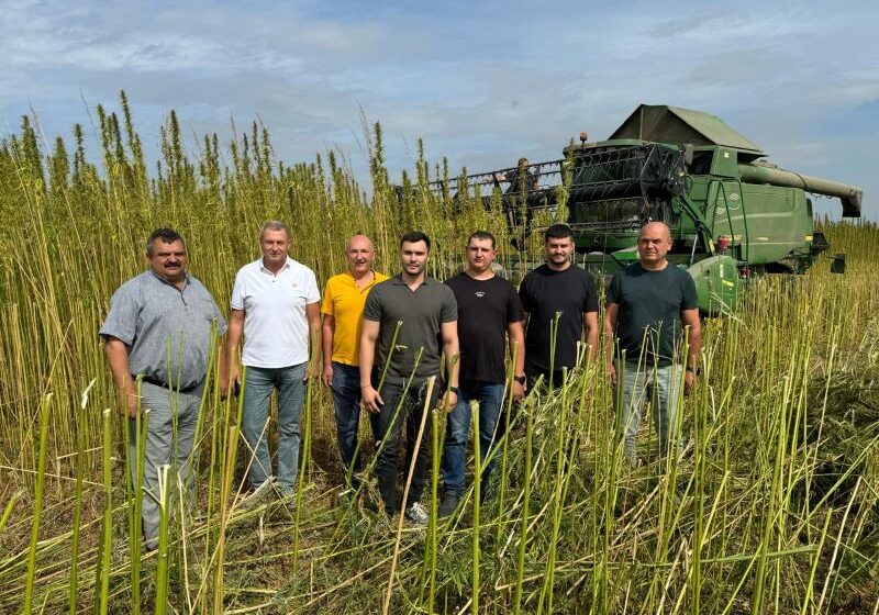  В Україні відроджується та розвивається коноплярство