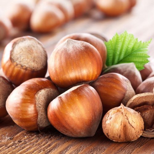  Основи успішного вирощування фундука в Україні презентує компанія Corylus Est на міжнародній конференції для садівників