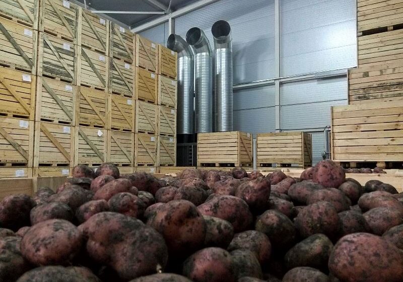  Без професійного сховища вирощування овочів перетворюється на виклик