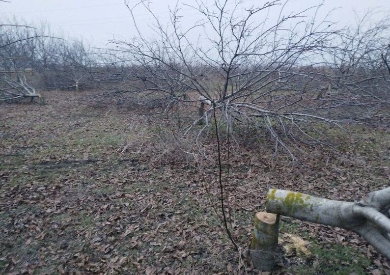  Фермер з Кіровоградщини пропонує 100 тисяч гривень за інформацію про зрізані дерева