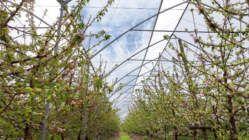  Переваги вирощування культур у закритому ґрунті, – досвід компанії HAYGROVE