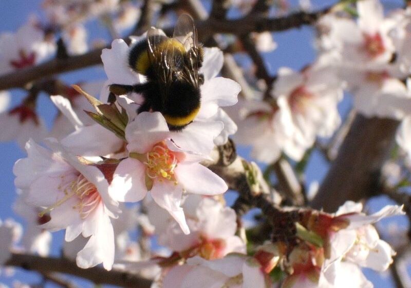  Використання джмелів для запилення комерційних площ