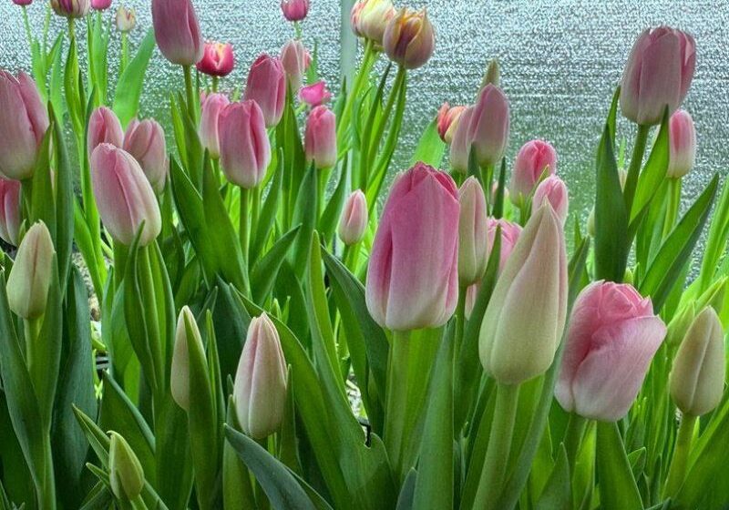  Підприємці з Сумщини вирощують тюльпани у власному будинку