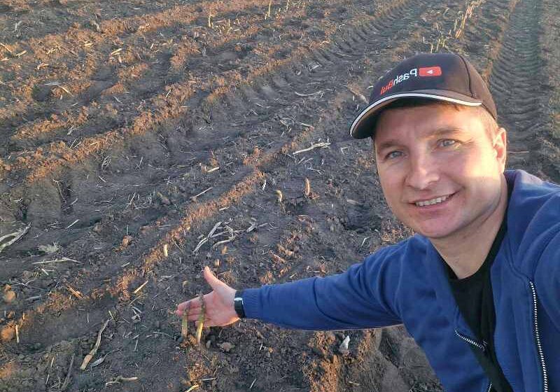  На майже 500 га вирощують спаржу в Україні