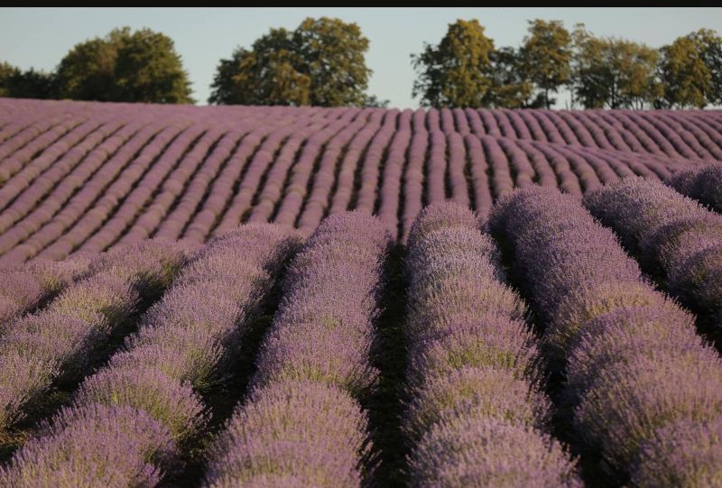  На Буковині запрацювало одне з найбільших лавандових полів в Україні