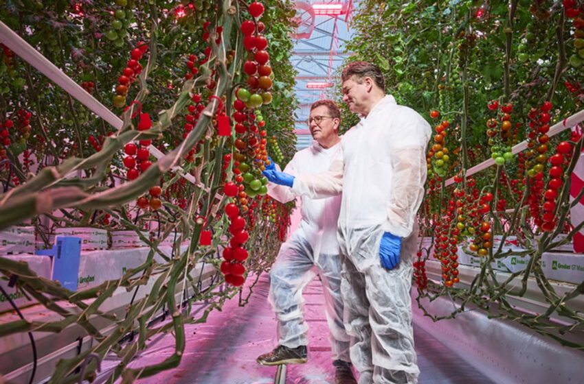  СВІТЛО І ТЕПЛИЧНІ РОСЛИНИ