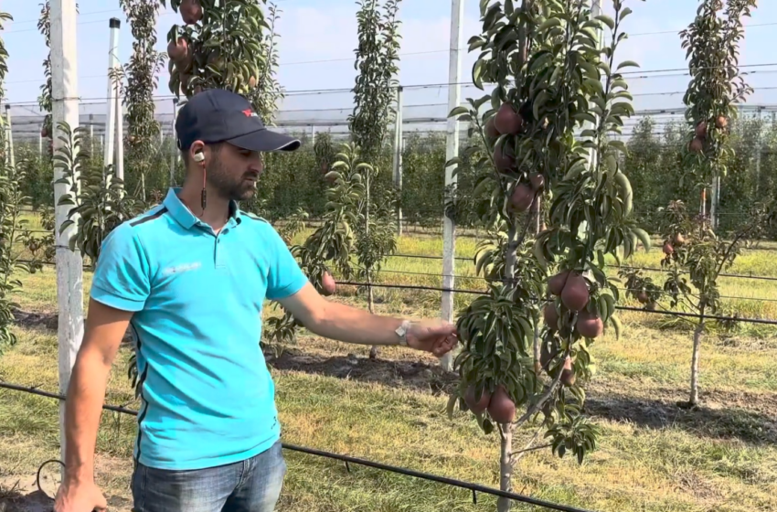  Добірні сорти й сучасні технології – основа продуктивного грушевого саду