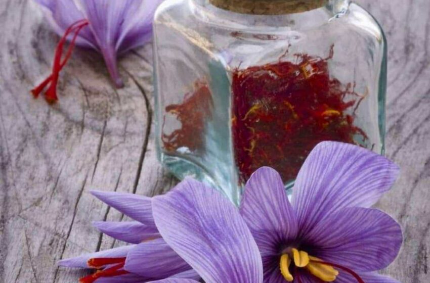  “Найдорожча в світі спеція”: фермер на Черкащині вирощує шафран