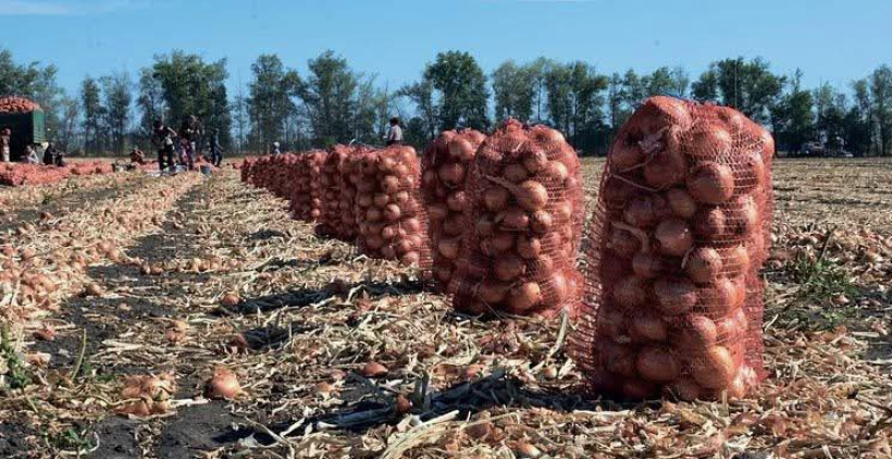  Аграрії Рівненщини зібрали 43% овочів