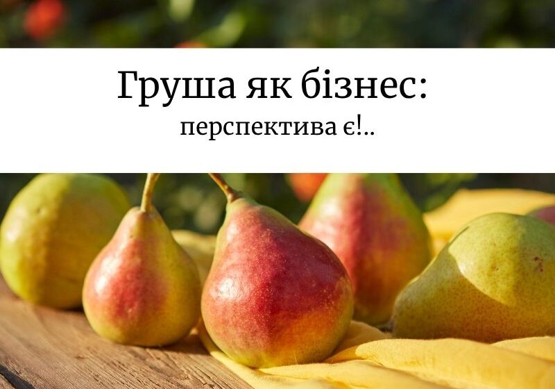  Скільки груш зібрала Україна у 2024-му та що найвигідніше у цьому бізнесі: аналітика галузі