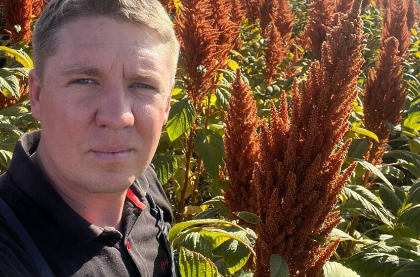  35-40 тис. грн за тонну амаранту: фермер з Житомирщини розповів про особливості вирощування культури