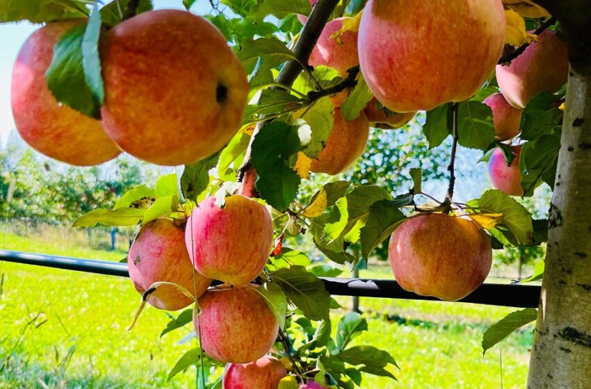  Сад, що вистояв: як «Джмелик» із Сумщини розвиває садівництво та переробку