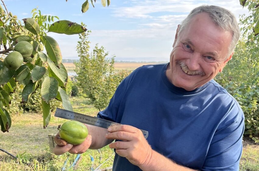  Відомий селекціонер показав «перший примірник» майбутнього нового сорту горіха