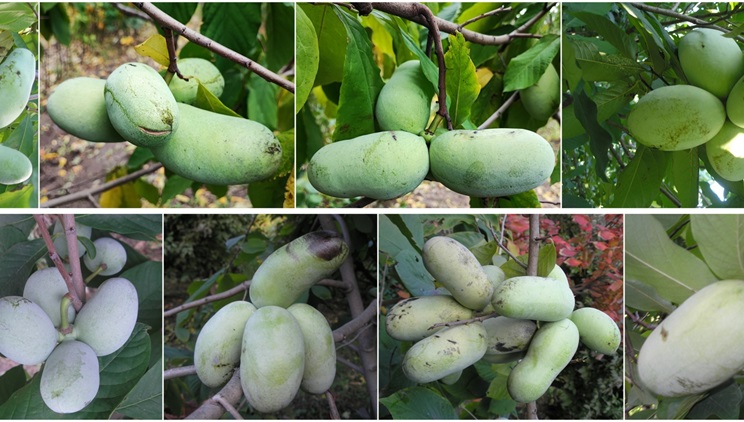  Азиміна – потенціал до вирощування в Україні