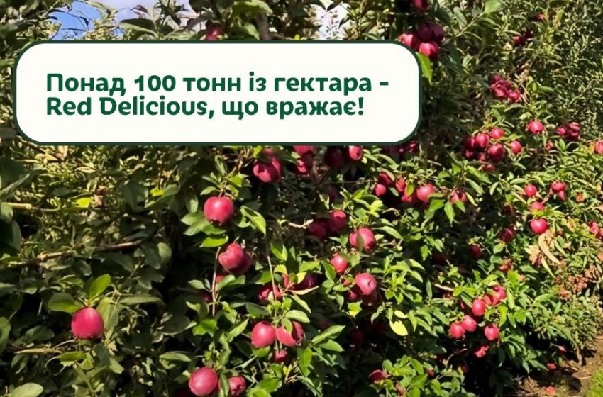  Понад 100 тонн із гектара: «Гадз» встановив рекорд