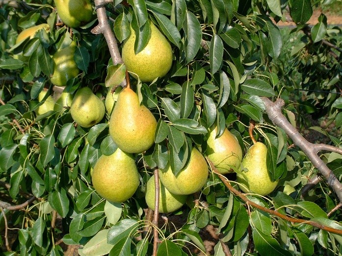  Farold® 87 + Harrow: стійкість, якість і врожайність у грушевому садівництві