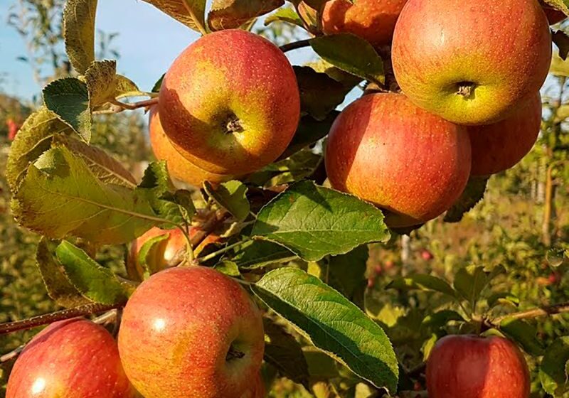  ЯКІСТЬ ЯК СТРАТЕГІЯ: «Органічні сади України» та «КАСПІТ ФРУТС» розвивають сучасне садівництво та переробку на Київщині