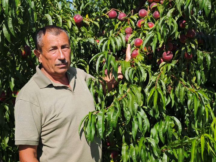  Власні сорти та перевірені технології: як ФГ «Колодка і партнери “Екоягода”» зробило Львівщину «персиковим» регіоном