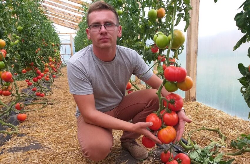  Зелень, буряк і томати без хімії: досвід органічного виробництва господарства «Дедденс Агро»