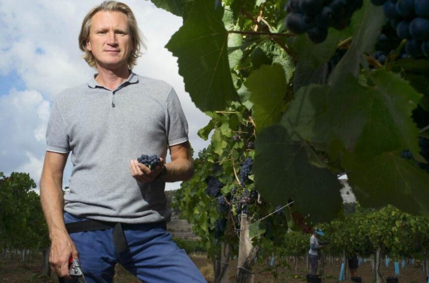  Галузь виноградарства в Україні потребує модернізації, – Вячеслав Гаркавий, незалежний експерт