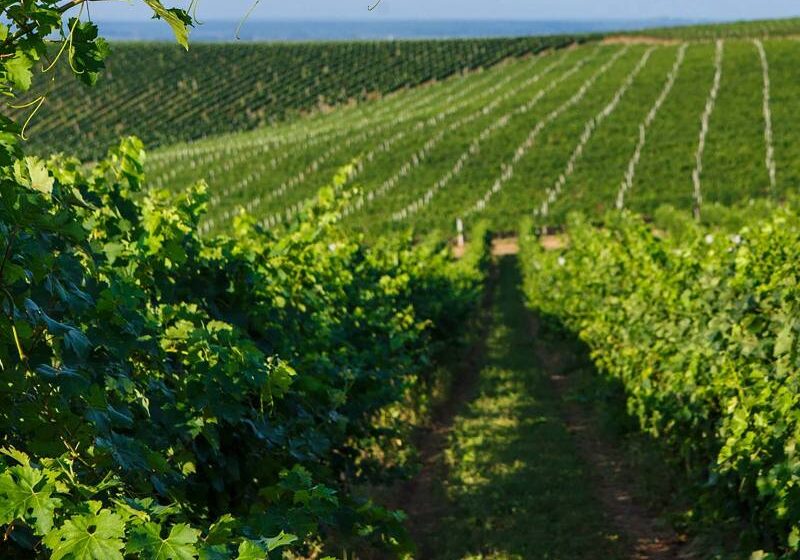  Chateau Chizay номінували на премію Wine Travel Awards