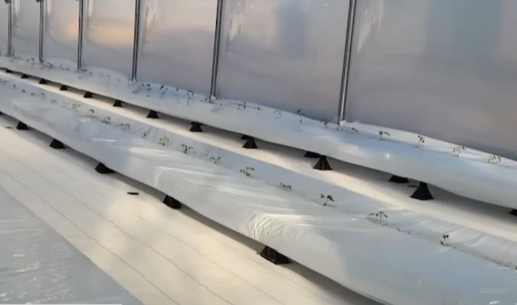  В Україні випробовують  японську технологію вирощування овочів без ґрунту