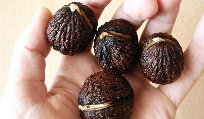  РОЛЬ ЧОРНОГО ГОРІХА У ЗБЕРЕЖЕННІ РОДЮЧОСТІ ҐРУНТІВ