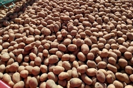 На 100 гектарах садять ультраранні сорти картоплі у господарствах ПАЕК