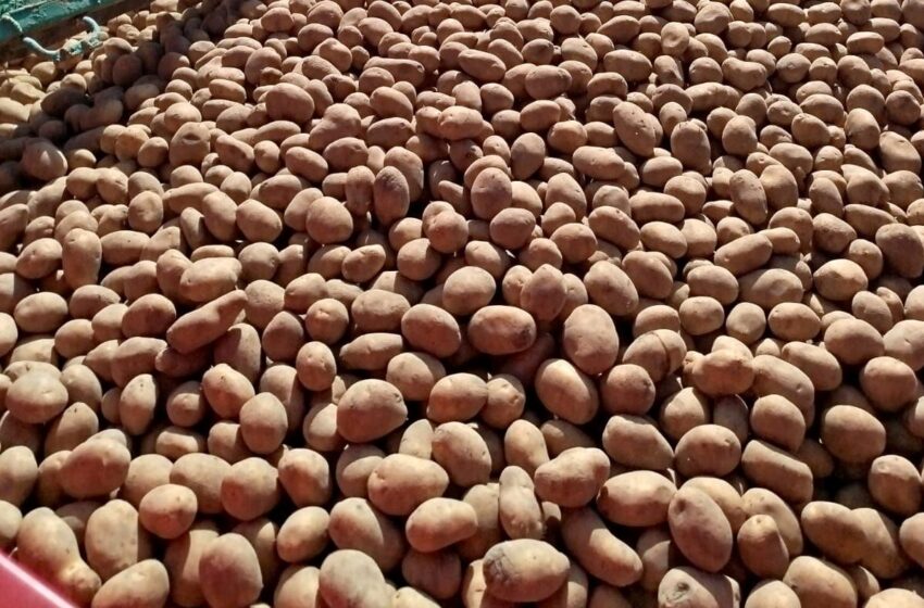 На 100 гектарах садять ультраранні сорти картоплі у господарствах ПАЕК