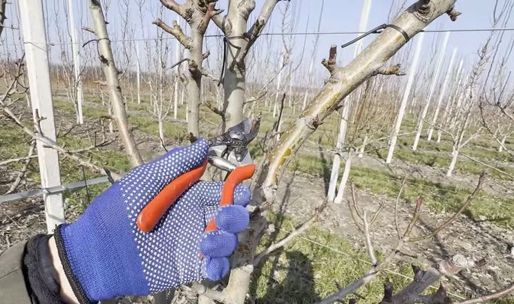  Через дефіцит працівників частина садів в Україні увійшла в сезон недообрізаною