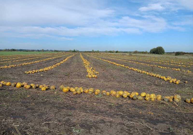  Гарбузовий бізнес без прикрас: технологія, ціни та помилки фермерів