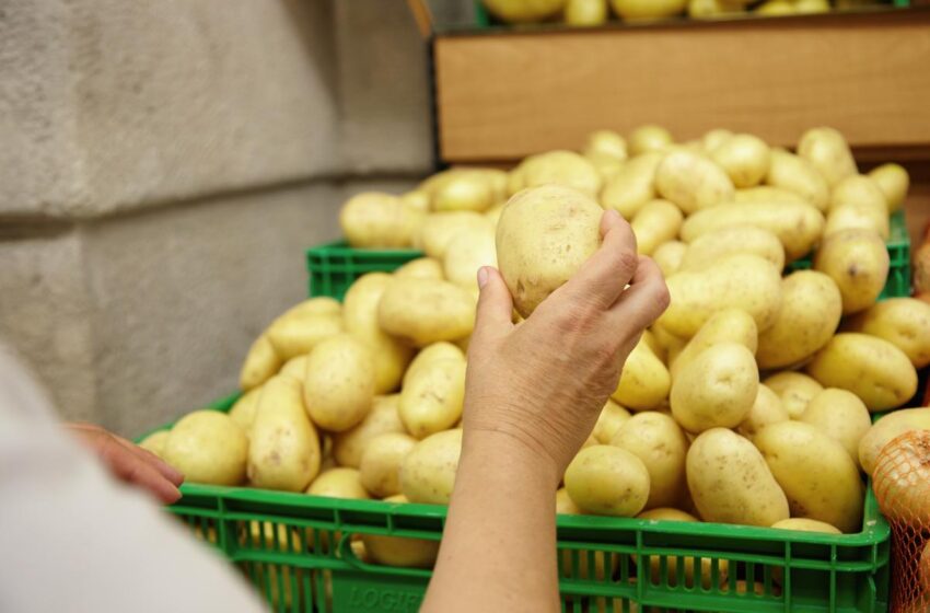  Україна щороку втрачає мільярд гривень на картоплі через відсутність сховищ та потужностей для переробки