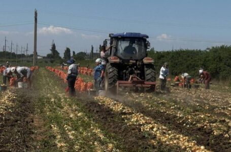 За південнокорейською технологією вирощують цибулю на Одещині