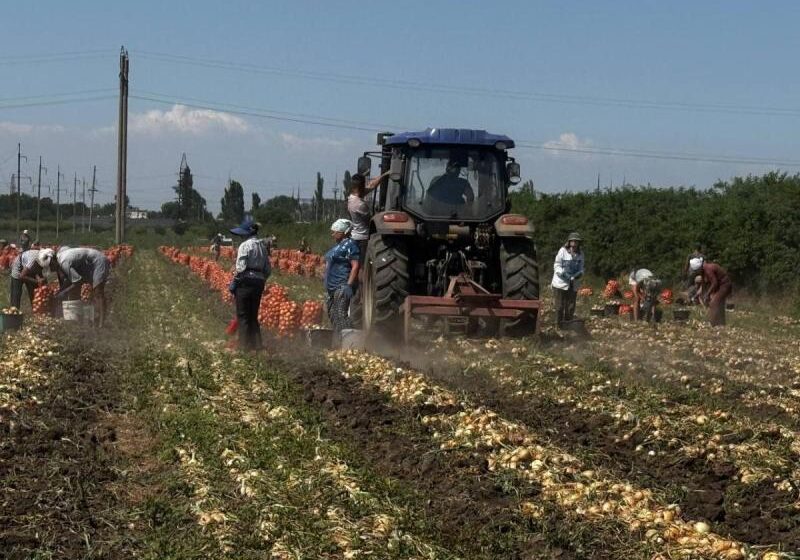  За південнокорейською технологією вирощують цибулю на Одещині