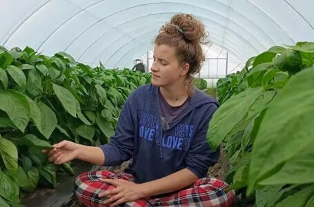 Сила особистого бренду та екологічно чистий перець: «Кучерява фермерка» з Вінниччини підкорює ринок