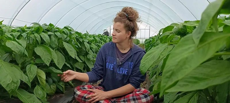  Сила особистого бренду та екологічно чистий перець: «Кучерява фермерка» з Вінниччини підкорює ринок