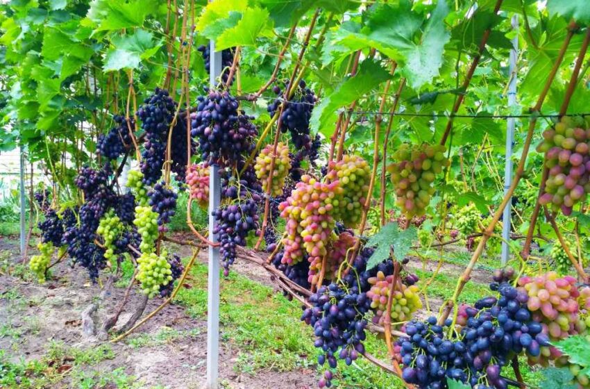  ВИНОГРАДНИК БЕЗ УКРИТТЯ: досвід і підходи Ігоря Сніжка