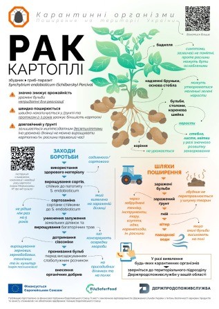  Про небезпеку раку картоплі попереджає Держпродспоживслужба